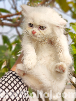 Traditional Persian Cat